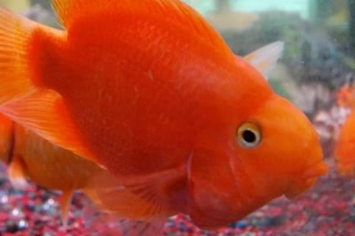 流動水適合養(yǎng)殖什么魚，適合養(yǎng)龍魚、地圖魚、羅漢魚等