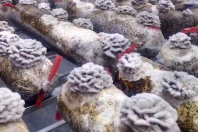 白參菌的種植方法，秋季和春季都比較適合栽培