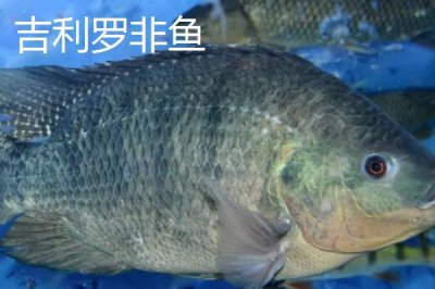珍珠羅非魚的產(chǎn)地，原產(chǎn)于南非