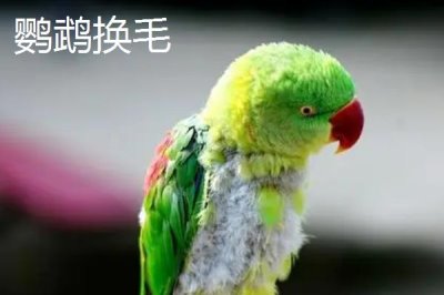 高趴低趴是指什么，前者指淺色毛較多的鸚鵡、后者指深色毛較多的鸚鵡
