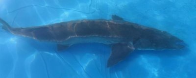 養(yǎng)殖的中華鱘能不能吃，人工繁殖的子二代才可以銷售食用