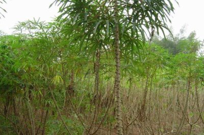 木薯施肥方法，塊根膨大期應(yīng)主施鉀肥