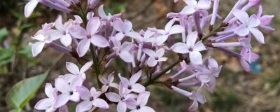紫色花卉的花語，不同花卉的花語不同