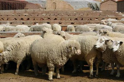 瘦羊如何催肥，可提供蛋白質(zhì)和微生物含量較高的飼料