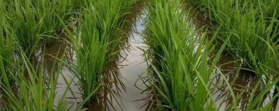 糯米爛秧怎么防治，可加強水肥管理或藥劑防治