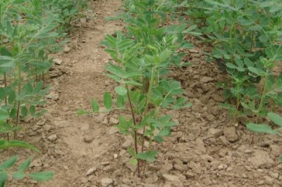 黃芪種植中常見的問題，注意避免以下四點(diǎn)