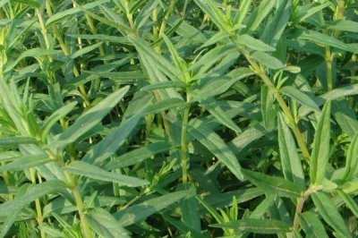 如何種植知母才能高產(chǎn)，株高達到15-20厘米時要做好追肥工作