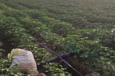 棉花滴灌施肥方法，不同肥料的滴施方式不同