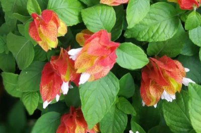 蝦衣花的養(yǎng)護(hù)方法，控制好光線及溫濕度