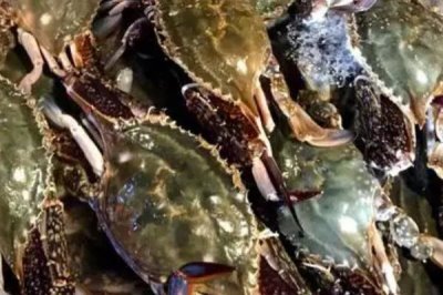 梭子蟹一年有幾次漁期，每年春季、秋季各有一次漁期