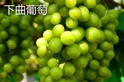 甘肅省天水市有哪些特產(chǎn)水果，包括秦安蜜桃、秦安蘋果、麥積核桃等種類