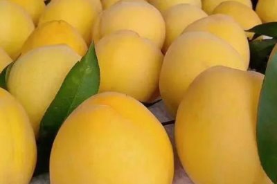 黑桃皇后的價(jià)格，品種不同價(jià)格也不同