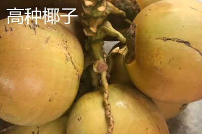 中國椰子的主產(chǎn)地，主產(chǎn)于海南、臺灣、云南等省份