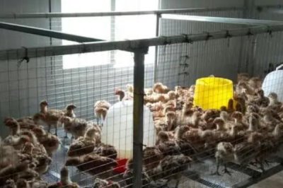 小雞太吵了的解決方法,可增加保溫措施或添加飼料等