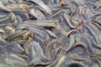 泥鰍的養(yǎng)殖成本，畝投資需要16000-17000元左右