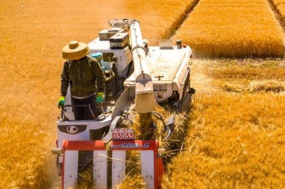 東北小麥幾月份收割，在8-9月份進行收割