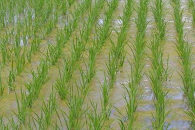沅粳6水稻種子介紹，4月中旬播種