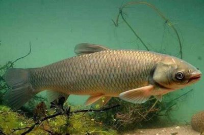 青魚最大能有多重，目前發(fā)現(xiàn)最大的青魚有114公斤
