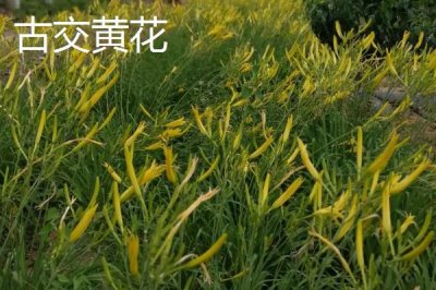 山西省婁煩縣的特產(chǎn)，莜面栲栳栳為當(dāng)?shù)氐膫鹘y(tǒng)小吃