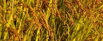 晶兩優(yōu)641水稻種子介紹，每畝插足基本苗6萬(wàn)以上