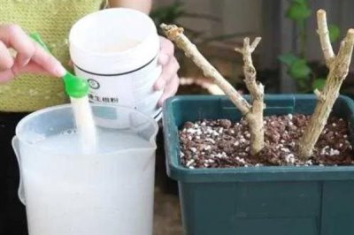 使用生根粉的方法，主要有浸泡、噴施、撒施等方式
