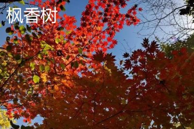 楓香樹的價格，規(guī)格不同價格不同
