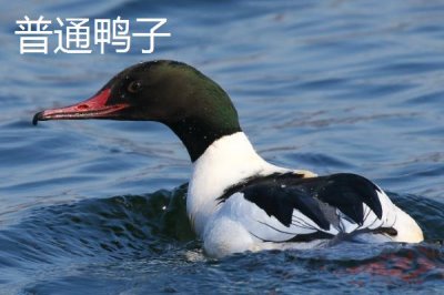綠頭鴨會(huì)游泳嗎，屬于游禽所以會(huì)游泳