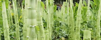 秋萵筍種植方法，在9-11月大量上市