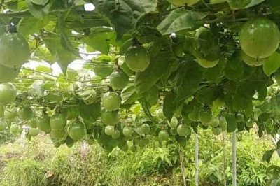百香果的產(chǎn)地，廣植于熱帶和亞熱帶地區(qū)