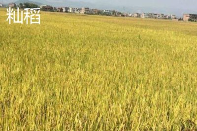 粳稻適宜的種植海拔上限是多少，適宜種植海拔為1800米以上