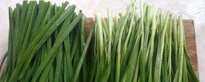 韭菜葉片干尖的原因及防治方法，需對癥下藥