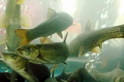 雅魚(yú)的價(jià)格，一斤50-70元