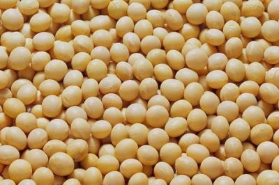 渝豆20號大豆品種簡介，加強病蟲害防治