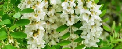 槐花的花語是什么，寓意美好向往、脫塵出俗等