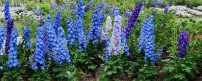 飛燕草的花語，寓意正義、自由、輕盈等