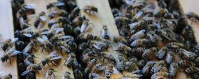養(yǎng)40箱蜜蜂的年收益，第一年的利潤為34000元左右