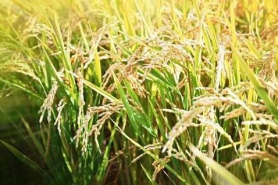 啟源優(yōu)528水稻品種簡介，每畝有效穗數(shù)18.7萬穗