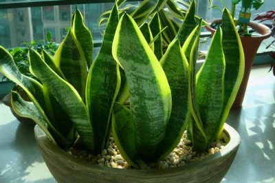 家養(yǎng)虎皮蘭不吉利嗎，家里養(yǎng)虎皮是不吉利的