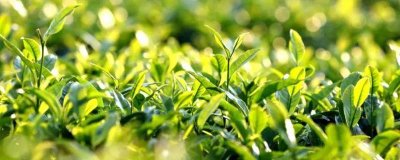 婺源綠茶的價(jià)格，一斤最便宜也要50元左右