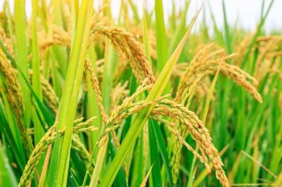 甬優(yōu)55水稻種子特點，該品種植株較高