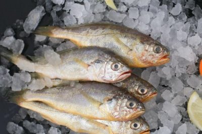 寧波小黃魚(yú)的價(jià)格，單尾重量會(huì)影響到售價(jià)