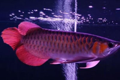 龍魚為什么會掉眼，主要原因是光線過強、下沉飼料過多