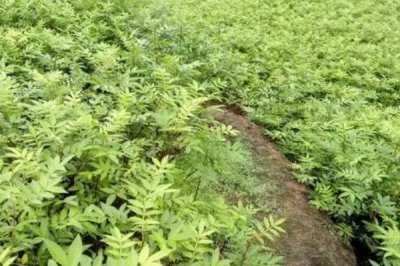 哪里可以購(gòu)買花椒苗，各地的行情時(shí)有浮動(dòng)