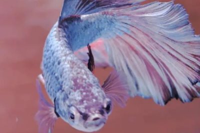 斗魚是什么魚，是鱸形目絲足鱸科斗魚屬的小型魚類