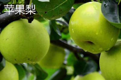 蘋果梨的產(chǎn)地，多分布于東北、華北和西北