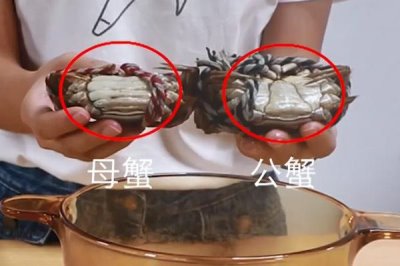 螃蟹一共有多少條腿，2只螯足加8只步足