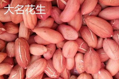 河北大名縣的特產(chǎn)，大蒜種全國馳名