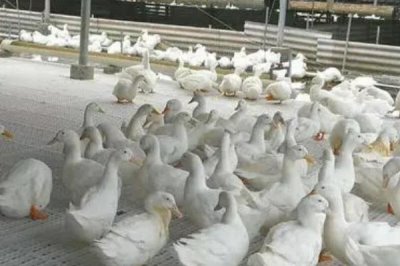 養(yǎng)殖肉鴨怎么節(jié)省飼料，合理搭配日糧的營養(yǎng)可減少飼料消耗量