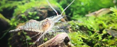 中華小長臂蝦的食物，可飼喂蝦糧、藻類、面包蟲、豐年蝦等食物