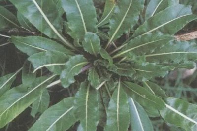 大青葉是什么植物，是一種二年生的草本植物